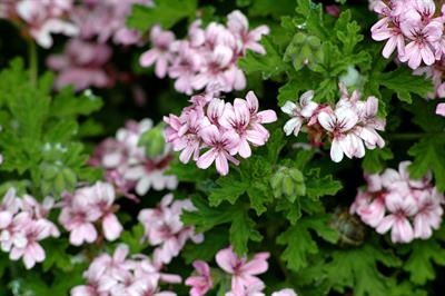 Pelargonium scented